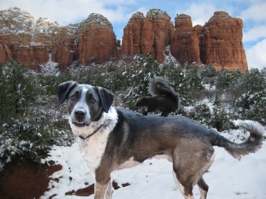 The Squirrel that Got Away