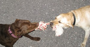 Dogs playing Tug o War