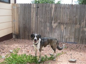 Fence and Bongo Bongo and the Fence