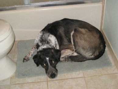 Summer Sleeping Spot