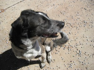 What are these things on the ground?