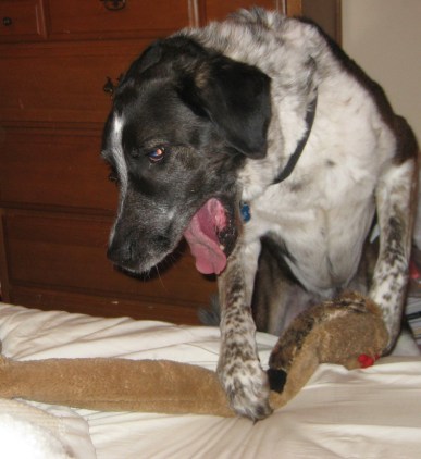 Maybe she'll get out of bed for my snake