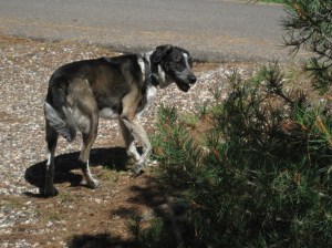 Bongo is out the door