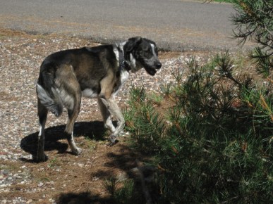 Bongo is out the door