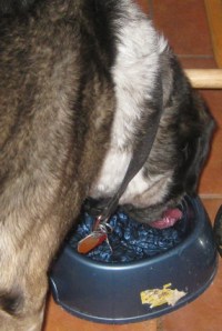 Bongo Drinking Water