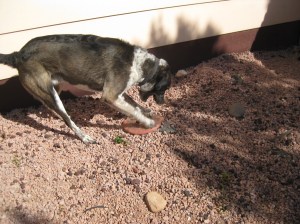 Frisbee Drag side view