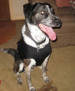 Bongo Modeling his Anxiety Wrap