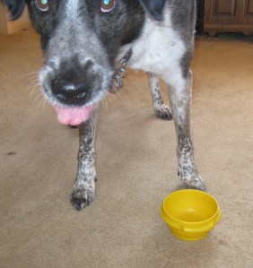 Bongo Stole the Bowl