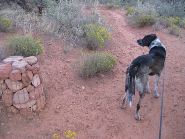 Trail Cairn and Bongo