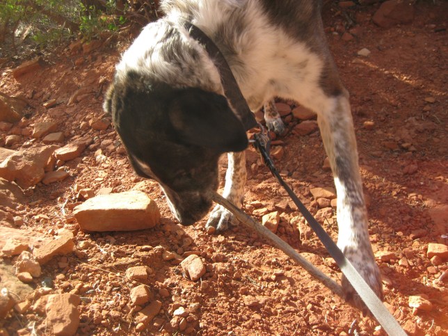 Bongo and the stick he found