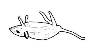 Drawing of a dead mouse
