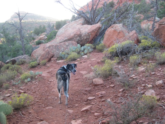 Going Home Going Home