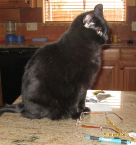 Scratchy on the Counter