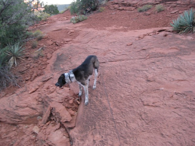 Bongo on a Slippery Slope