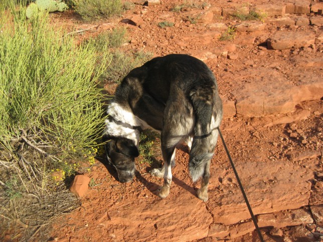 Good scents on Sugarloaf
