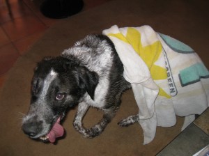 Bongo can't find a costume