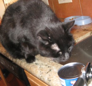 Scratchy going after tuna