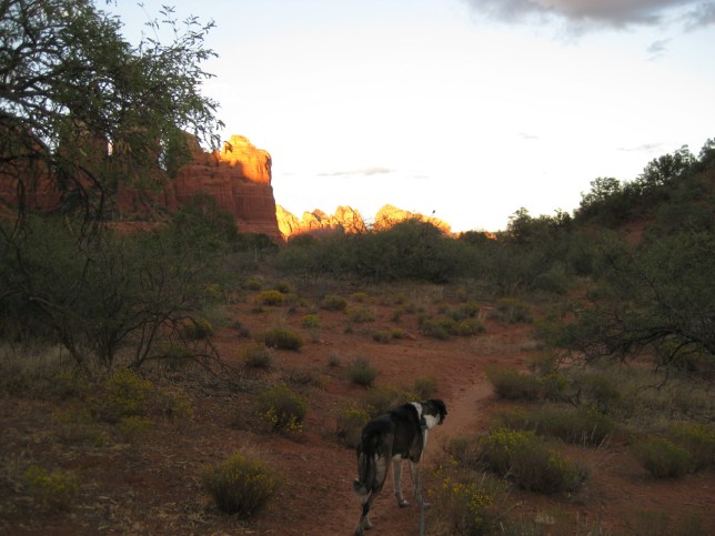 Bongo and Coffee Pot Rock