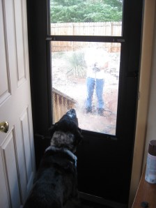 Bongo can't get to the water.