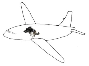 Bongo in a Jet