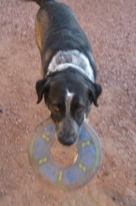 Bringing Frisbee Bongo Bringing the Frisbee
