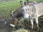 Rescue Burros