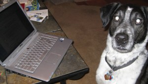 Computer Dog