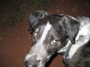 Dark Hike Bongo Hiking in the Dark