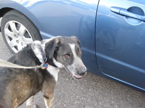 Home from the Dog Hotel