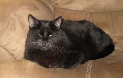 Scratchy on the Couch