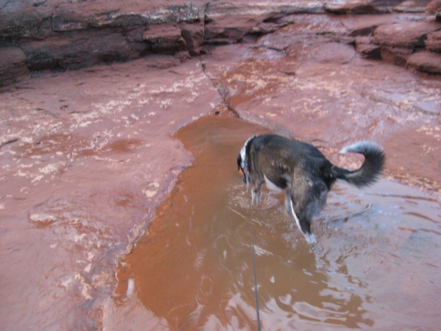 Wading in a Large Puddle