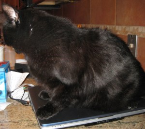 Scratchy on Computer Computer Cat