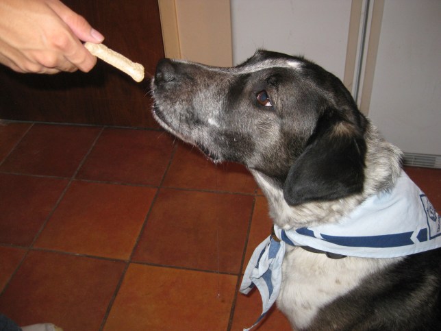 Treat Getting a treat