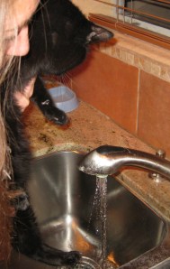 Washing Feet Scratchy getting his feet washed.