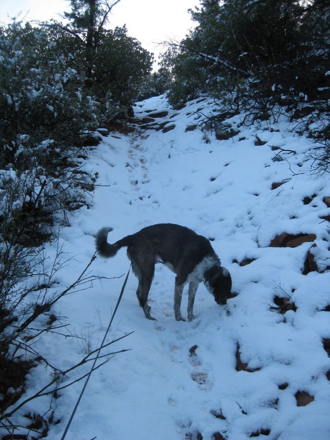 Bongo 2 Bongo Sniffing on the Snow Trail