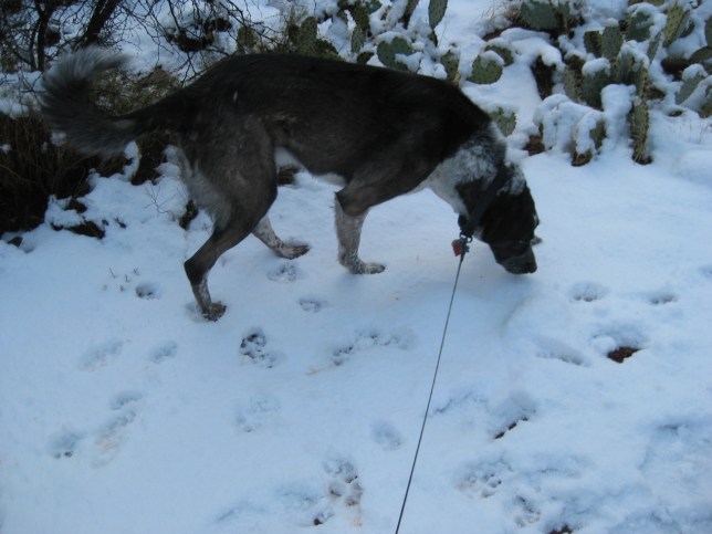Bongo 4 Bongo Sniffing in Snow