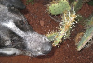 Bongo and a Prickly Pear