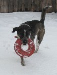 Bongo with Frisbee in the Snow