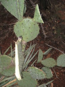Prickly Pear Chopped