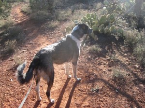 Bongo on his Christmas walk