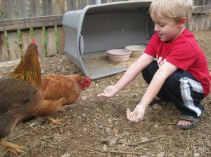 Feeding Chickens