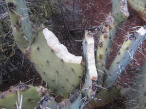 Prickly Pear Bitten by Javelina