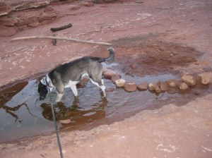 Puddle Dam Bongo exploring the puddle with the new dam
