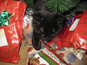 Scratchy under the tree with the presents