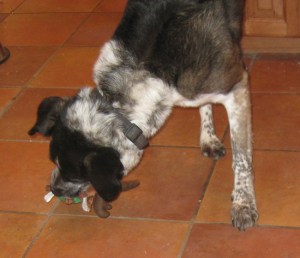 Bongo with his squeaky reindeer