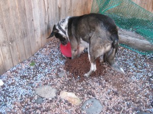 Bongo Burying His Frisbee