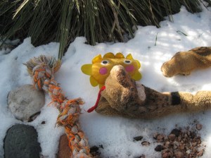 Bongo's Toys in the Yard