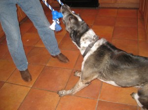 Bongo Playing Tug O War