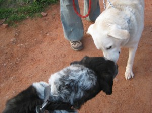 Bongo and Bentley Bongo and Bentley