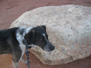 Bongo and Rock Bongo Next to a Rock